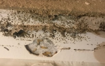 抗白蟻性能檢測